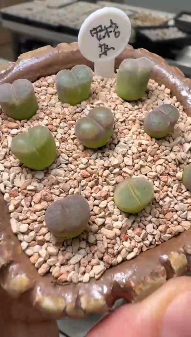13多肉植物肉锥安格杂5颗