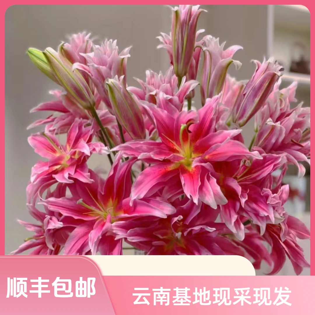 【花喜甄选】艾琳娜重瓣百合多头云南鲜花基地现摘直发顺丰包邮
