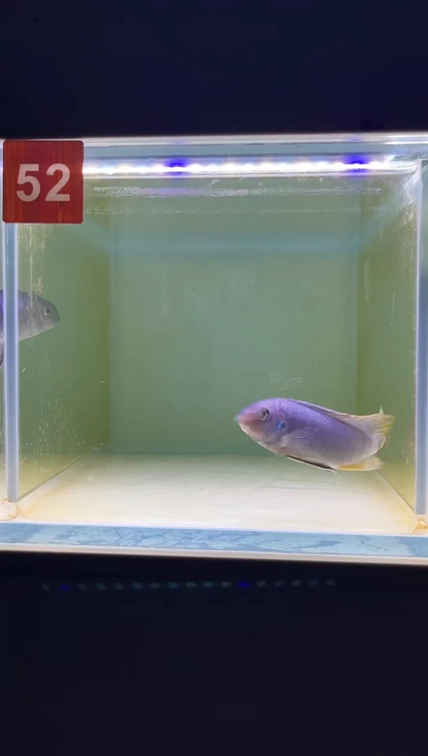 海水三湖慈鲷野生