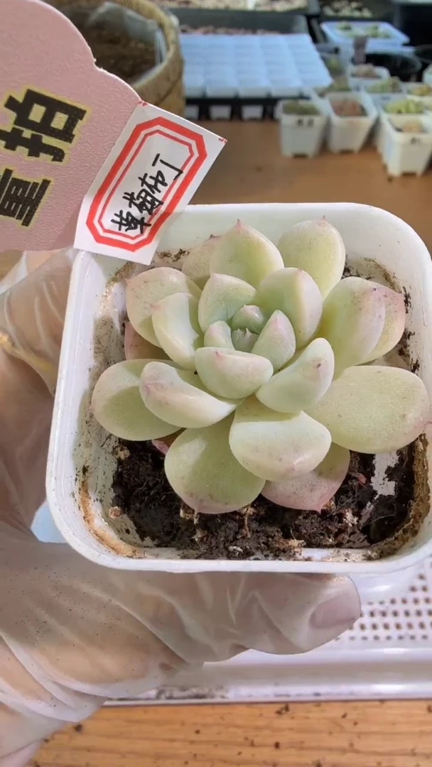 草莓布丁五方一盆 单双混 量拍混发