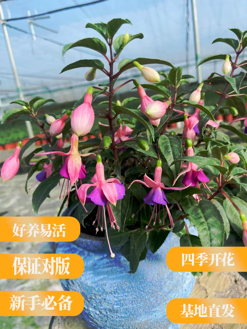 倒挂金钟花 吊金钟灯笼花 新手必备 阳台客厅院子 四季爆花神器