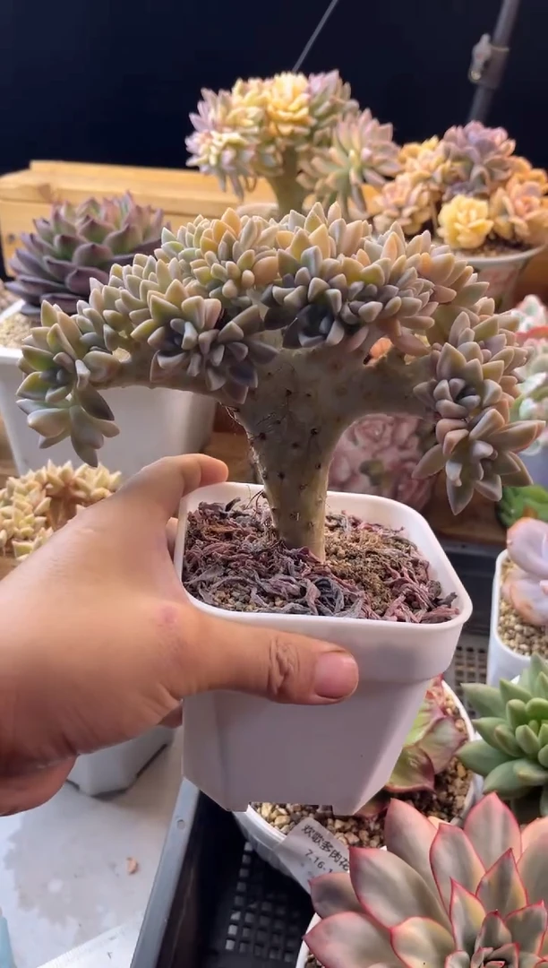 无花朵7.16-15淡雪缀化11111111111