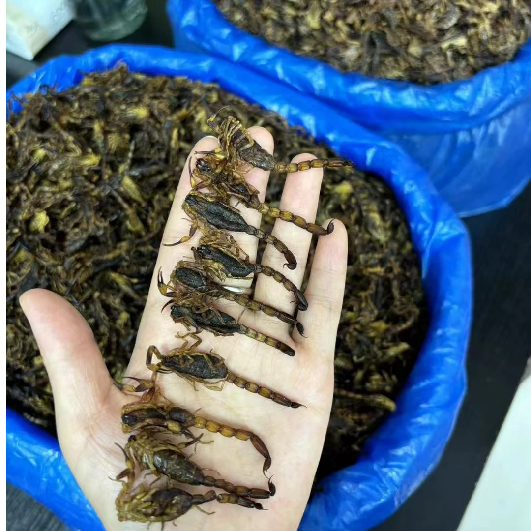 【每包十克】全蝎农产品竭子干足干500克