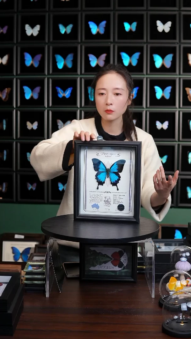 天堂凤蝶虫逢艺术款10寸