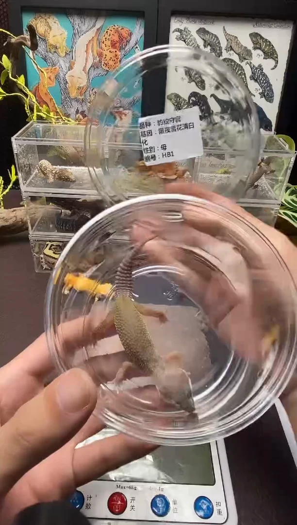 豹纹守宫鳞与尾 Scale Tail 爬宠HB1