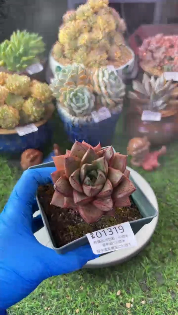 昆明印象多肉01319