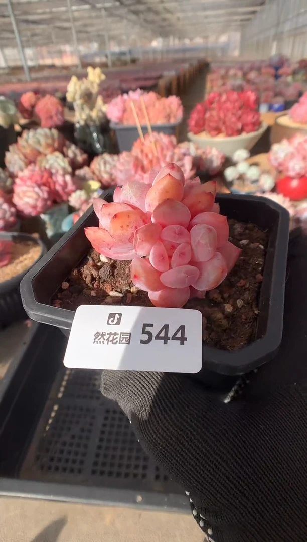 544雪天使多肉植物一物一拍