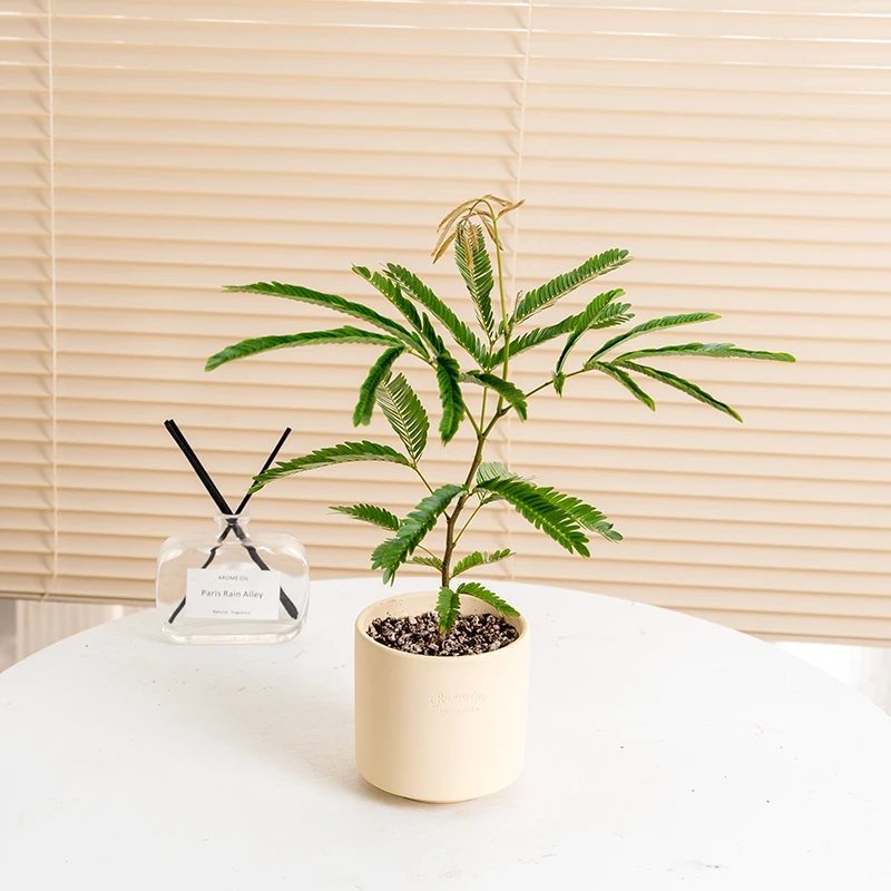 密叶猴耳环含羞树小豆树害羞猴子鸡髯豆网红室内盆栽绿植观叶阳台