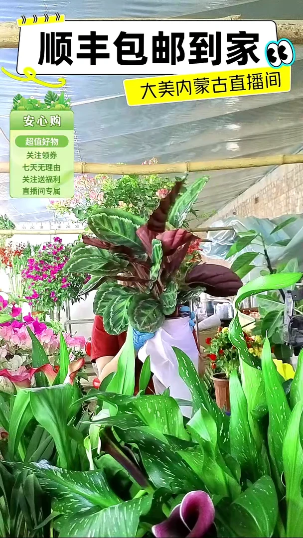 完全开放紫背孔雀尾