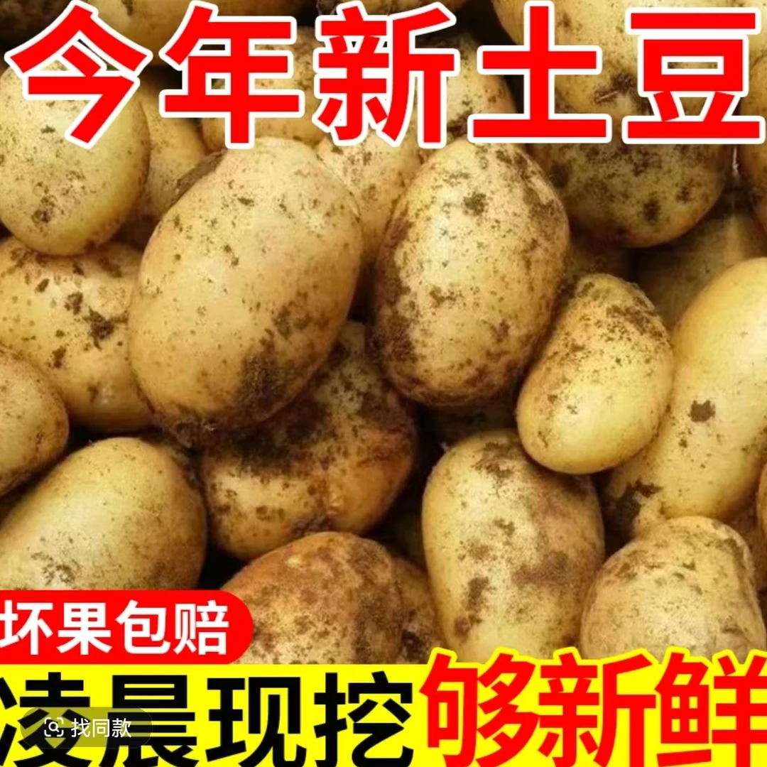 河南新土豆黄皮土豆现挖粉面薄皮土豆净重9斤