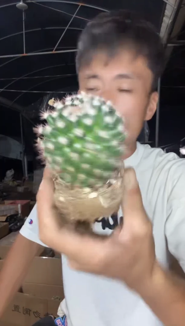 实生地久丸19.99