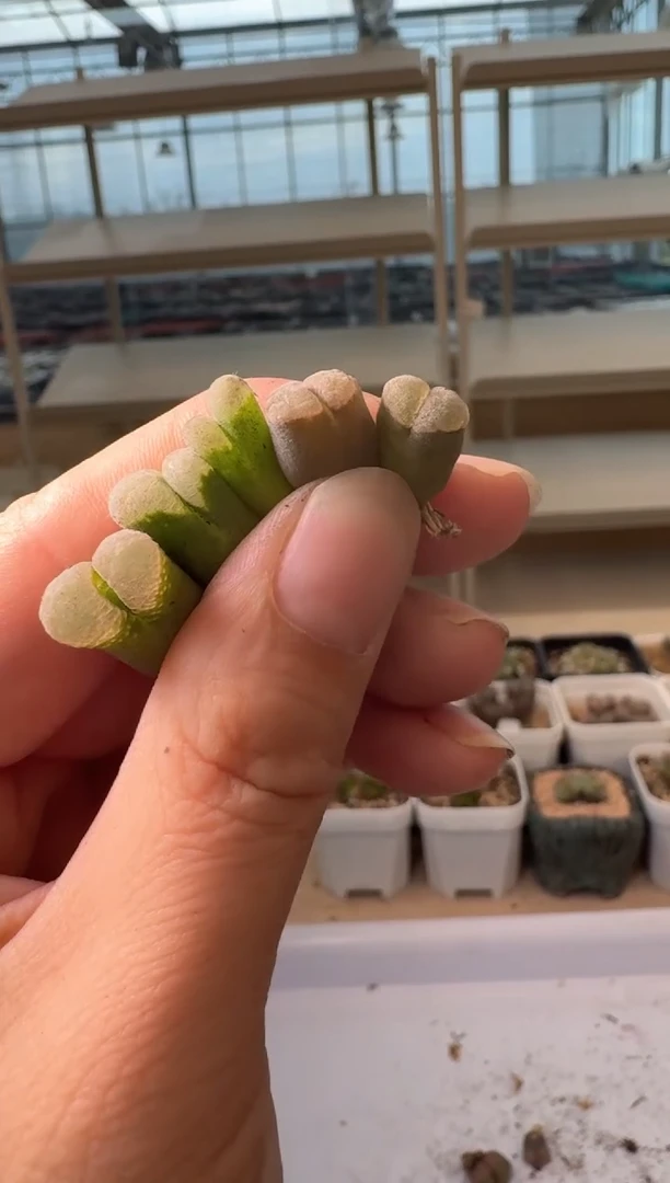 24-79多肉植物肉锥