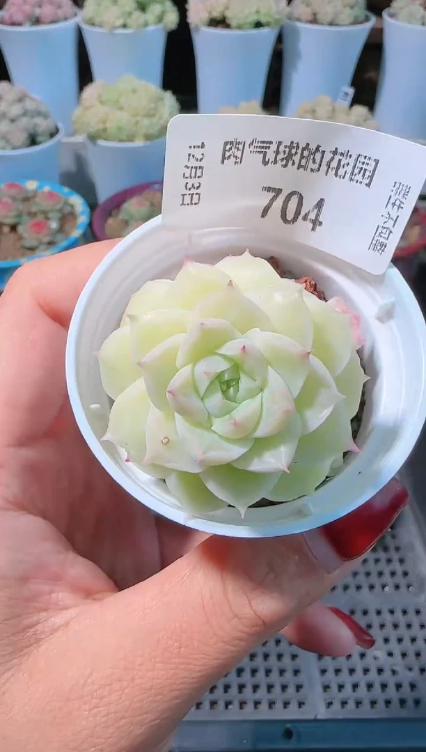 1203-704多肉群生不包整