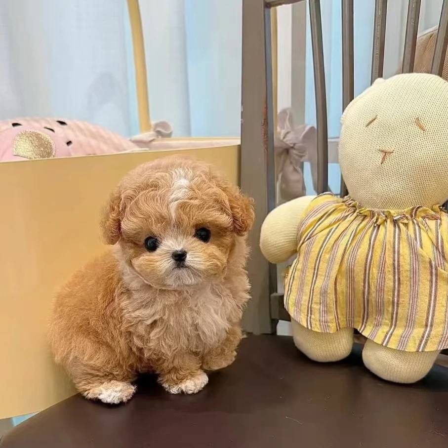 温顺萌宠幼犬小体家养超萌小型宠物狗狗