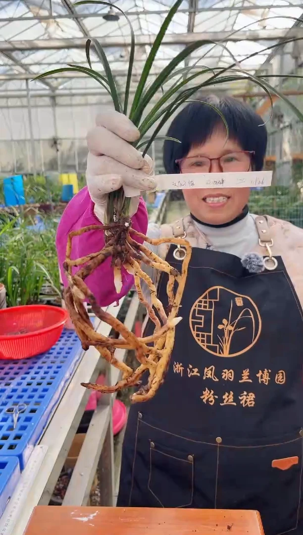 当前无花朵，栽培后可花朵交**慎西神，，，交友不慎