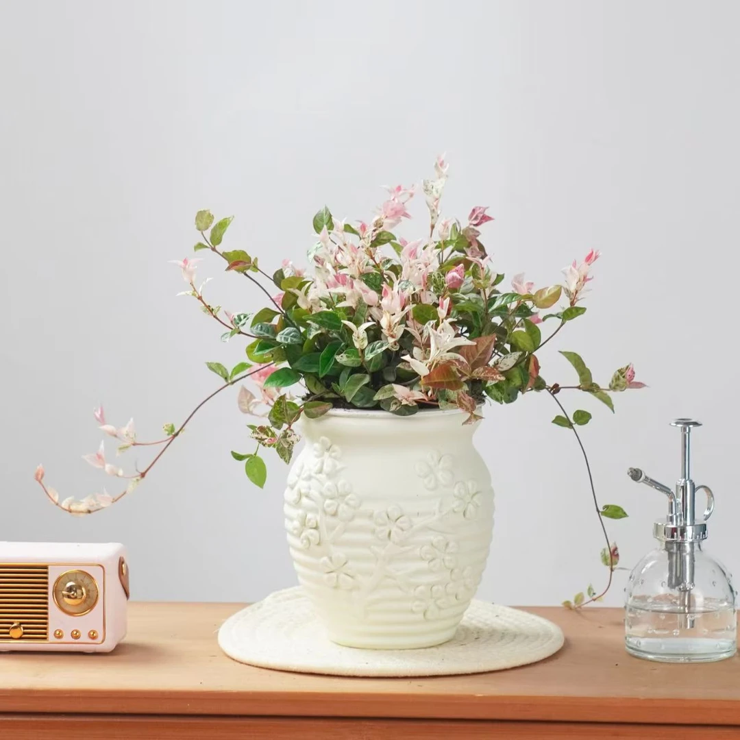 花叶络石绿植盆栽四季彩叶耐寒耐热可用于庭院阳台观赏