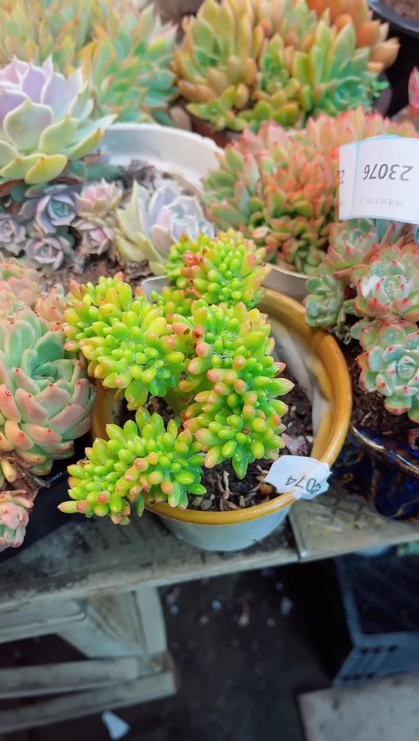 小*明23074多肉植物一物一拍