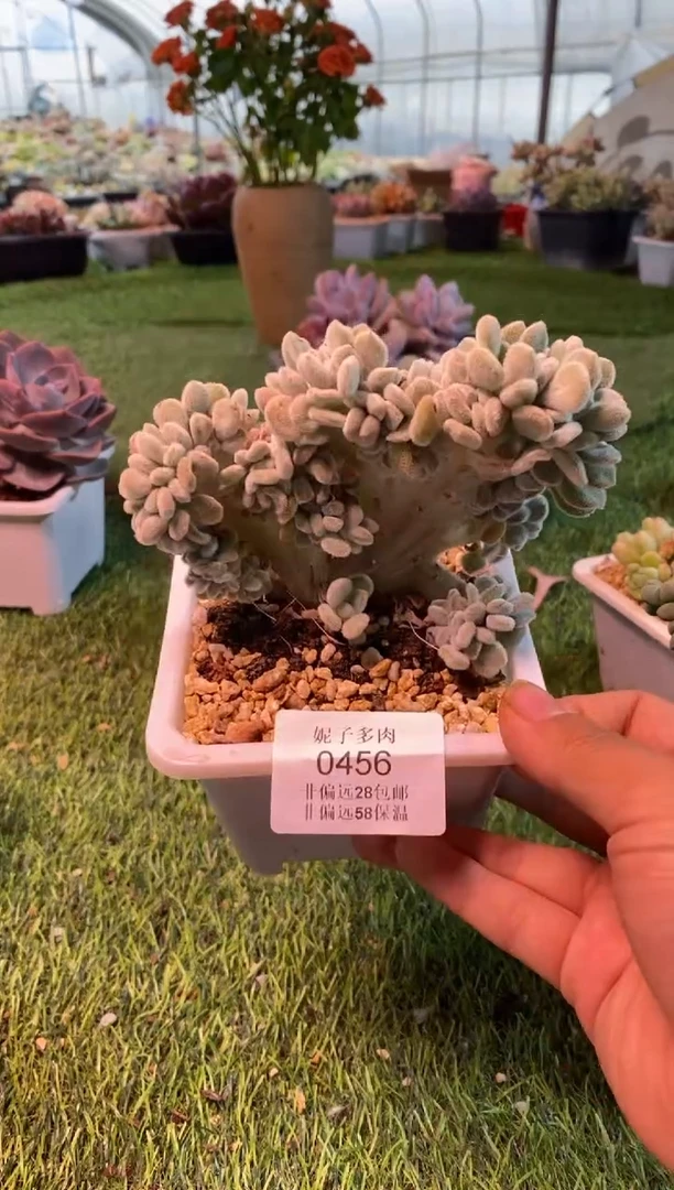 0456（满28包邮发货）