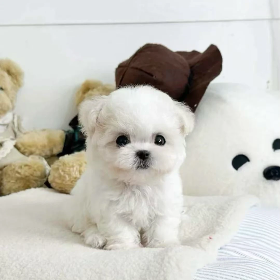 【雷子精品比熊】T狗狗活体