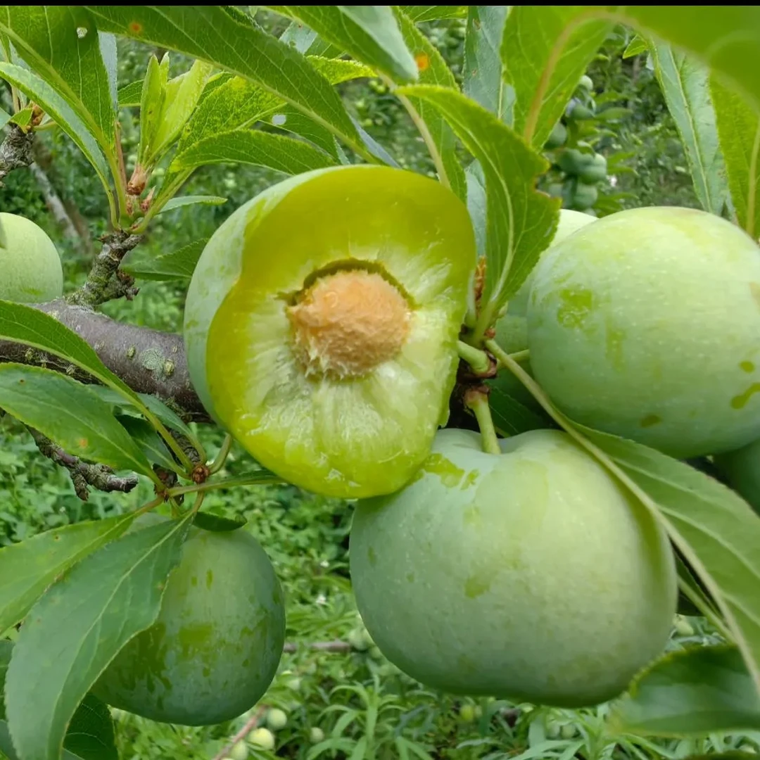 【限单福利】现摘现发正宗贵州青脆李脱骨李当季新鲜李酸甜过瘾水果