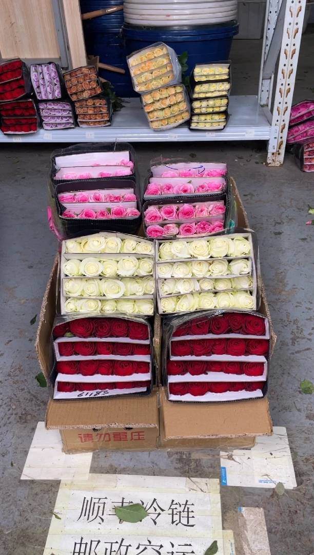 高原红20枝+骄傲20枝+洛神20枝