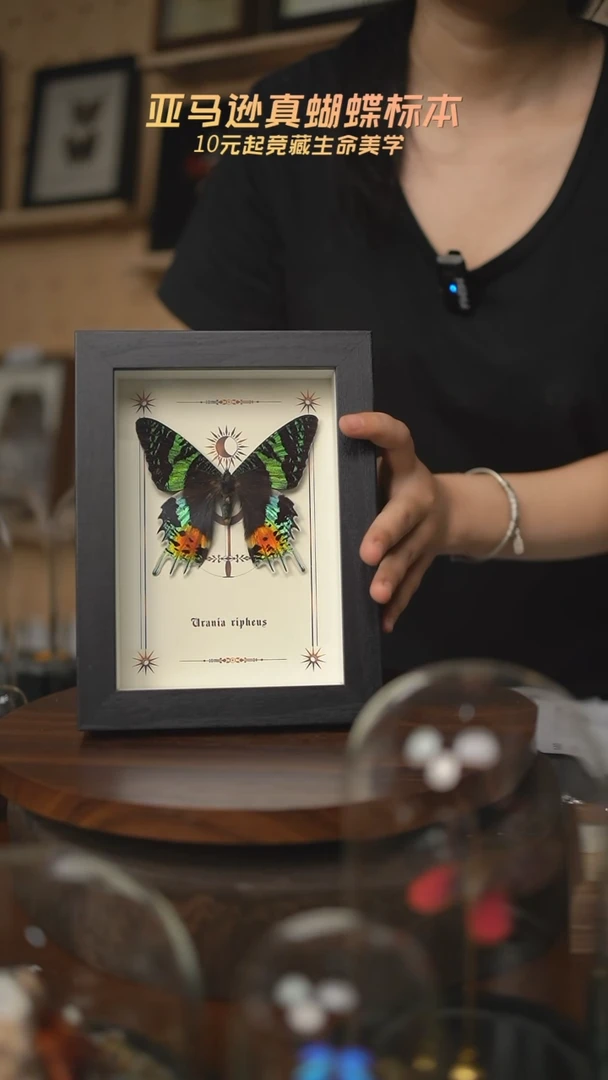 太阳蛾图腾款7寸竖框