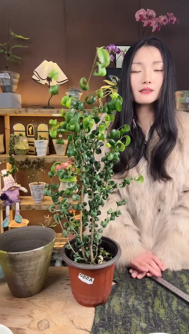 以实际为准卷叶榕大苗育苗盆550