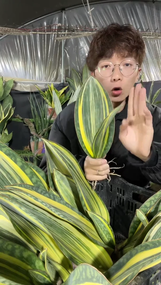 【闪购商品】黄金丝宝镜裸根20厘米12.8