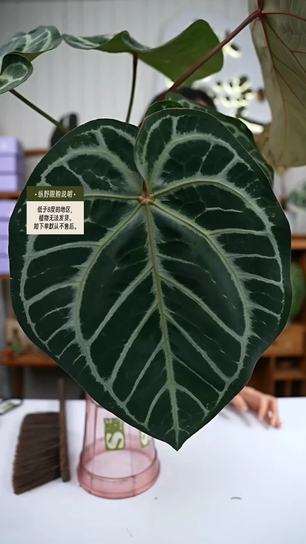 完全开放Y78女团杂