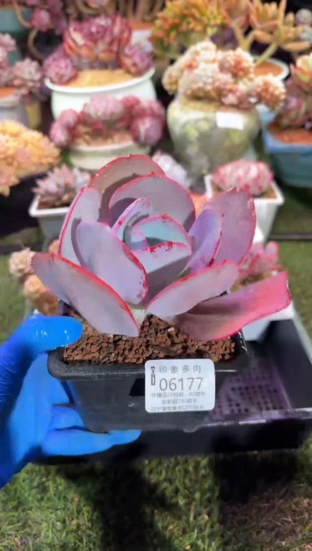 【闪购商品】06177