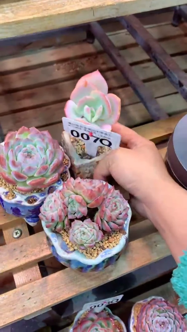 007Q（一物一拍实付满28发货，默认不带盆土）