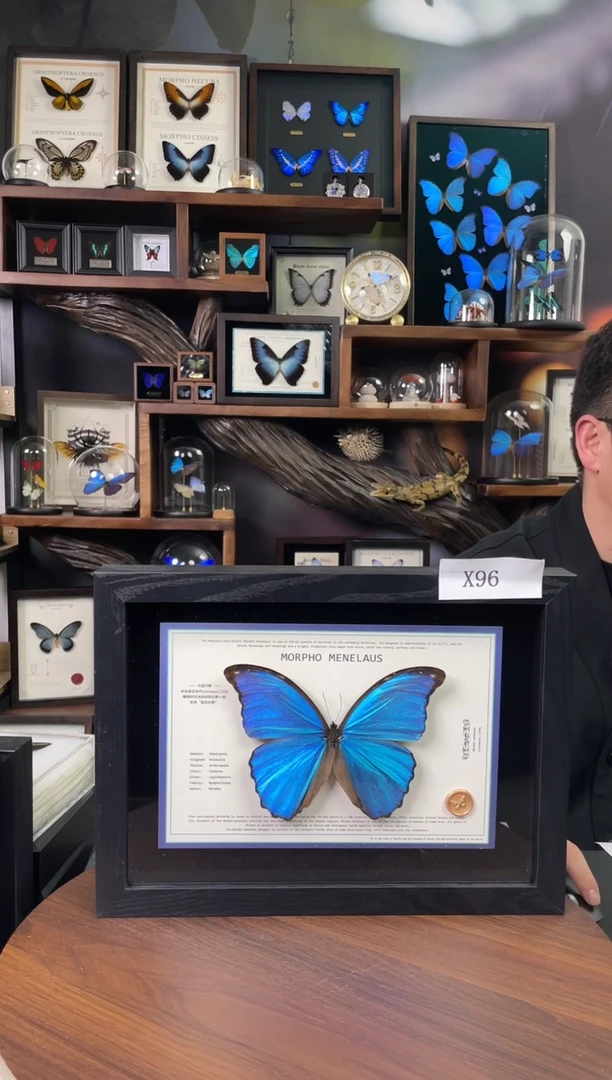 大蓝闪蝶-横向悬浮款【A4平面框】X96微瑕