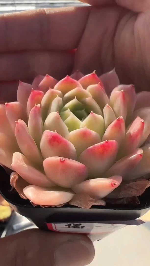 【闪购商品】东云福-4