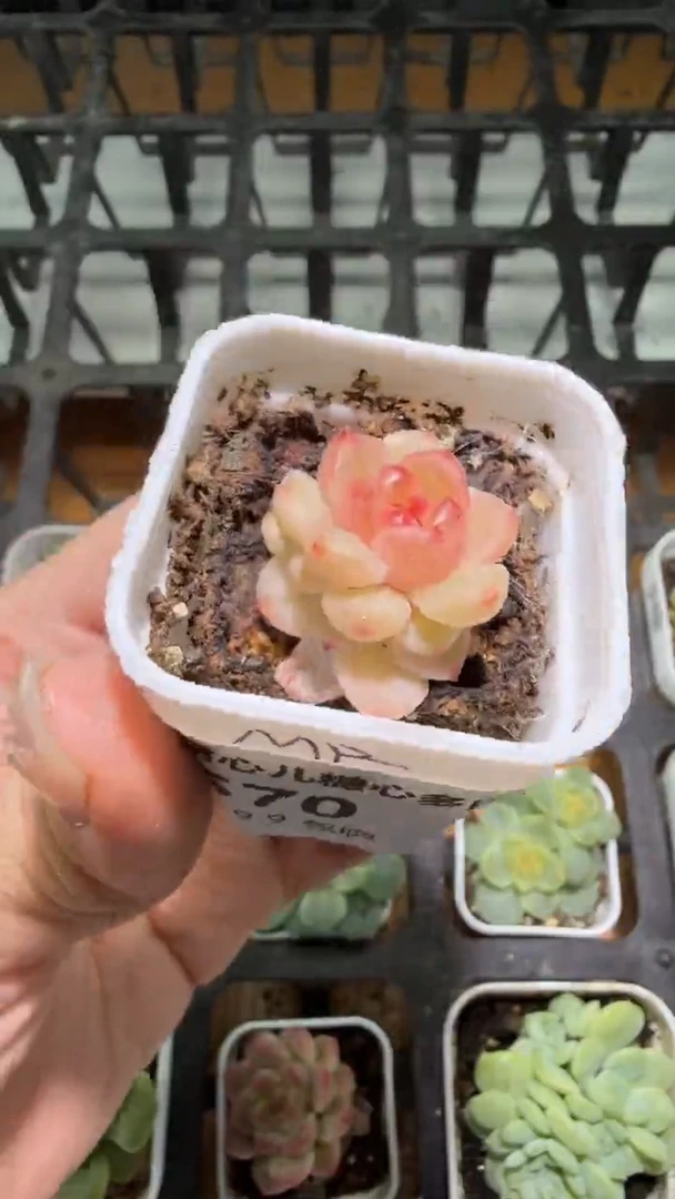 570  美人多肉植物