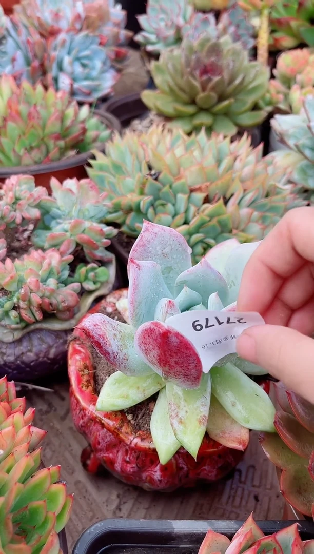 ✨****✨多肉植物一物一拍27179