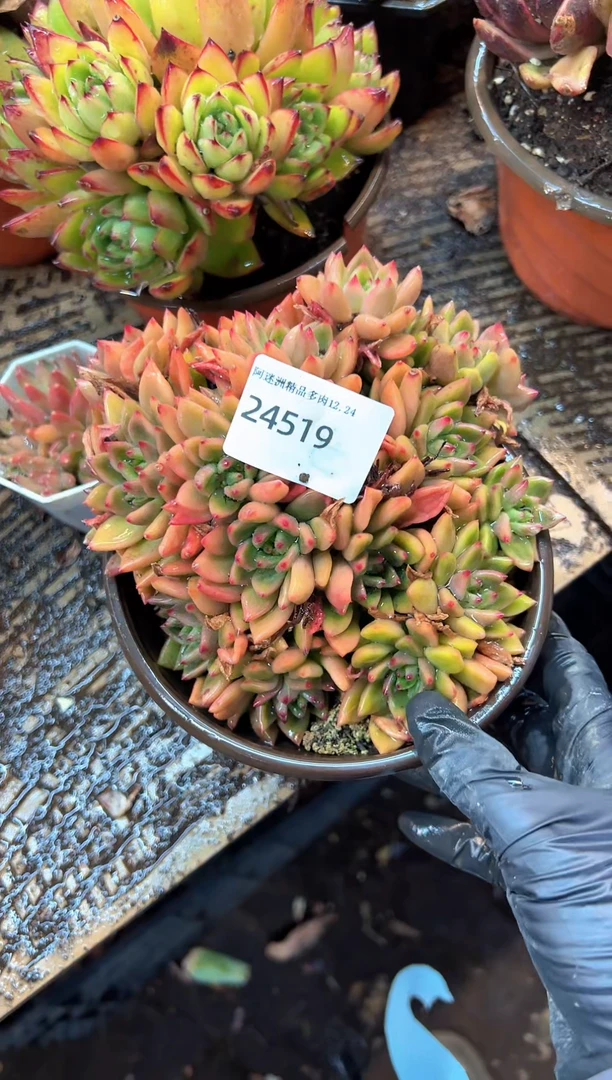 简****福多肉植物一物一拍24519