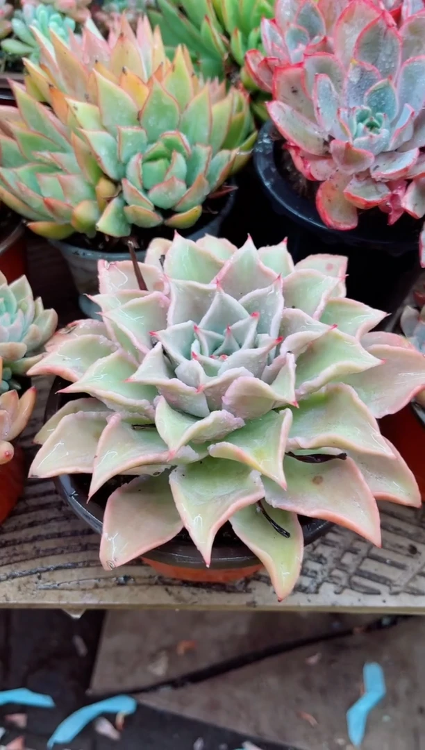小****”28074多肉植物一物一拍