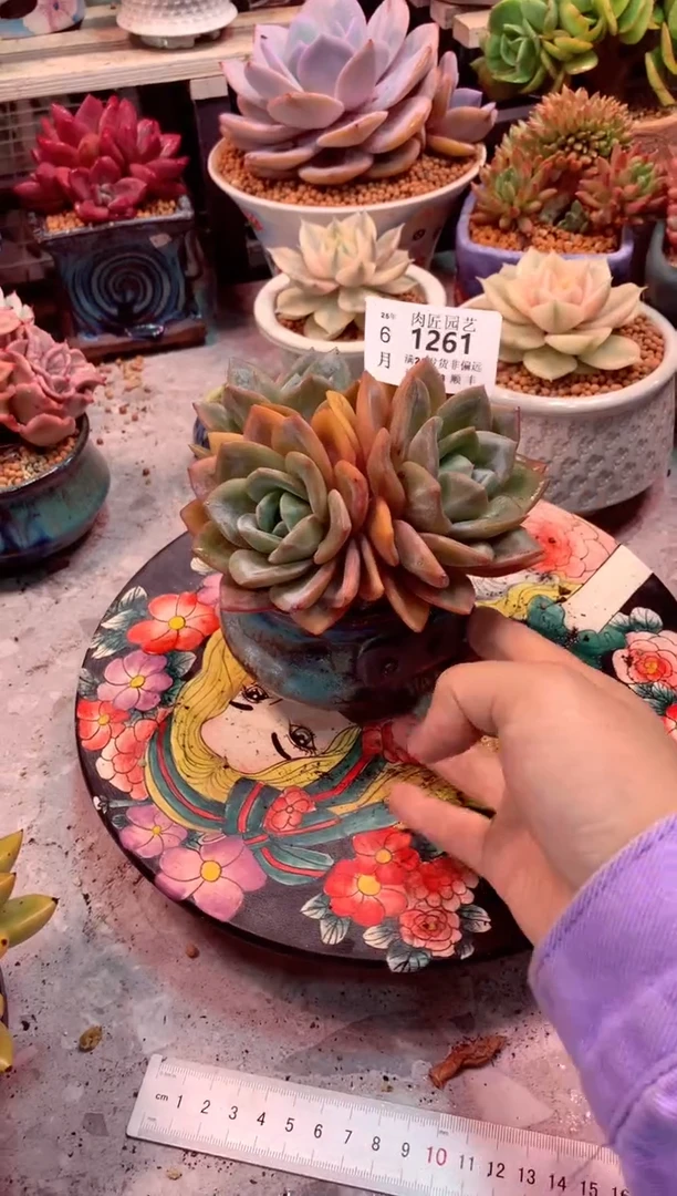 勿****༻1261 ——生鲜绿植不支持7天无理由退货