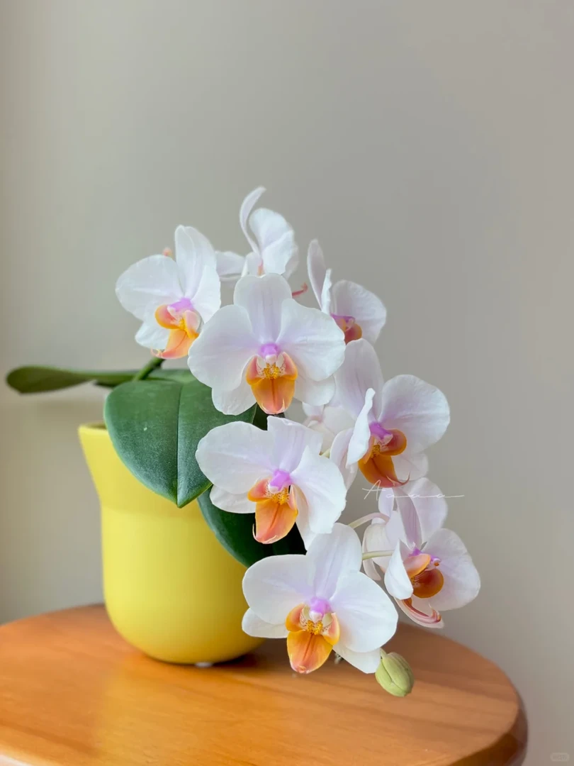 【豆蔻】蝴蝶兰基地直发  好养耐养苗情优质带花苞 室内盆栽