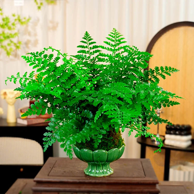 水培吉姆蕨盆栽苔藓球蕨类植物办公室绿植室内欧洲蕨平安蕨宝石蕨