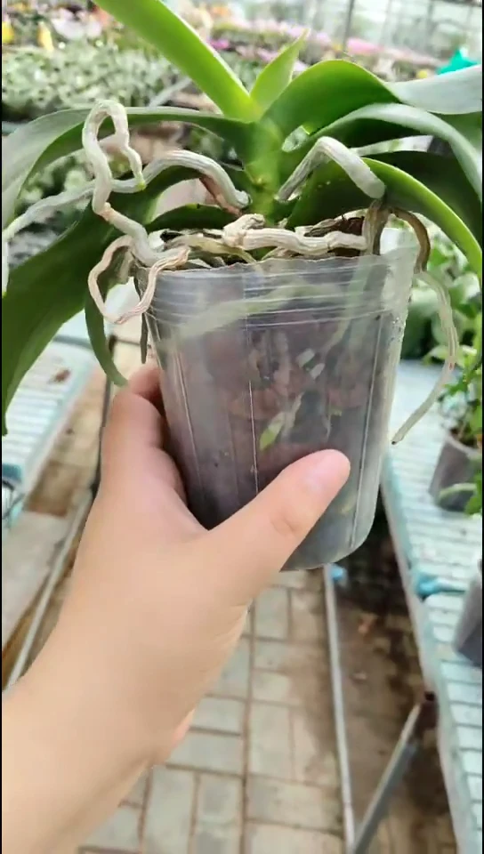 当前无花栽培后可以开花樱兰 闪购
