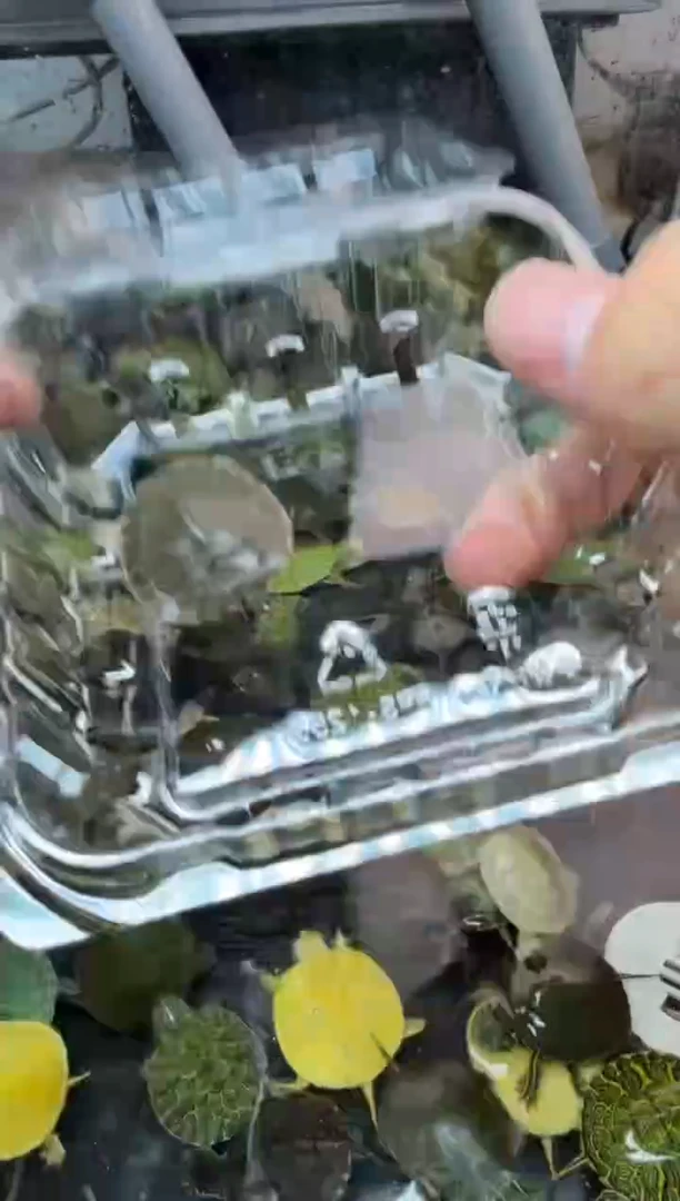 公母搭配宠物龟29号