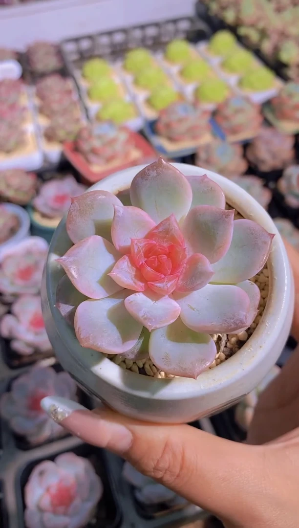 A370-W清茶（量拍）