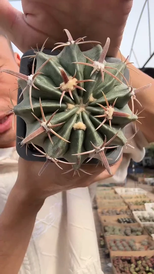 实生长刺凌波15.99