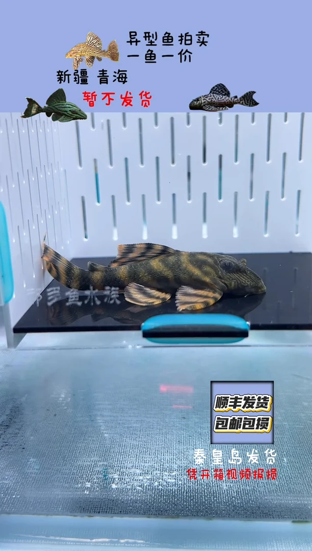 清道夫7+不包入缸损134