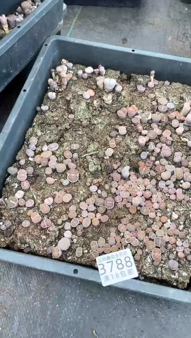 3788特价寿丽玉框有疤瑕疵带土不带盆发货