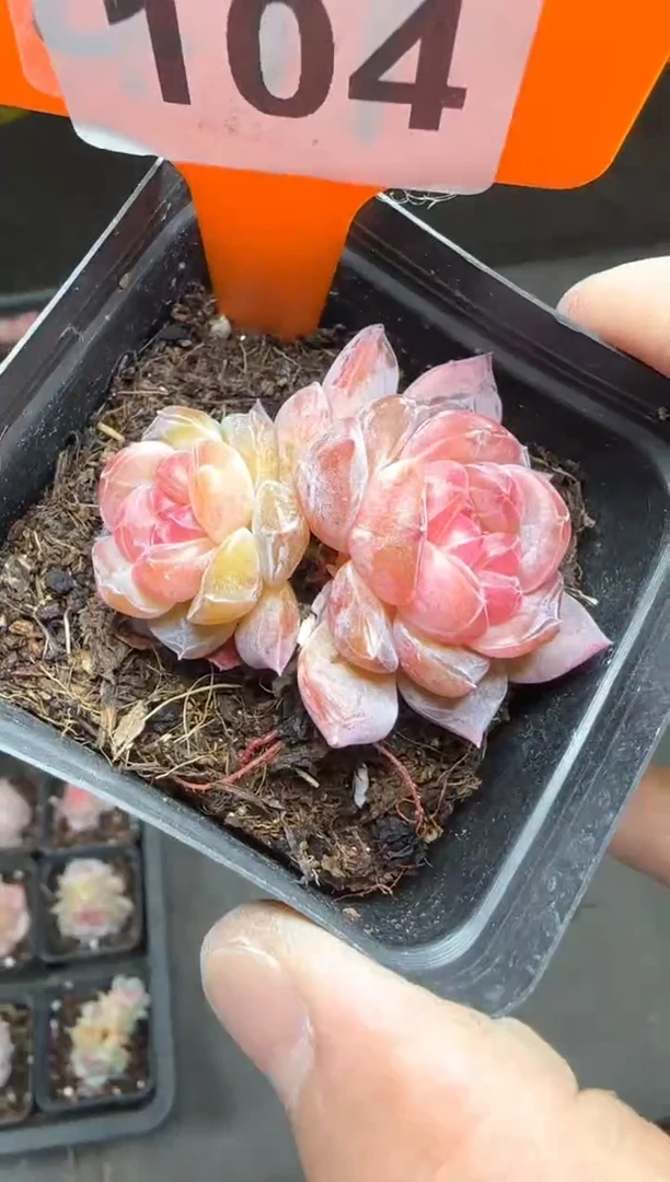 【闪购商品】一物一拍0213—104