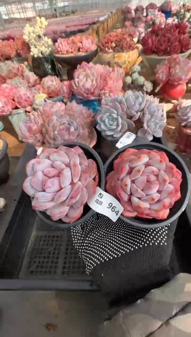 964粉星影多肉植物一物一拍