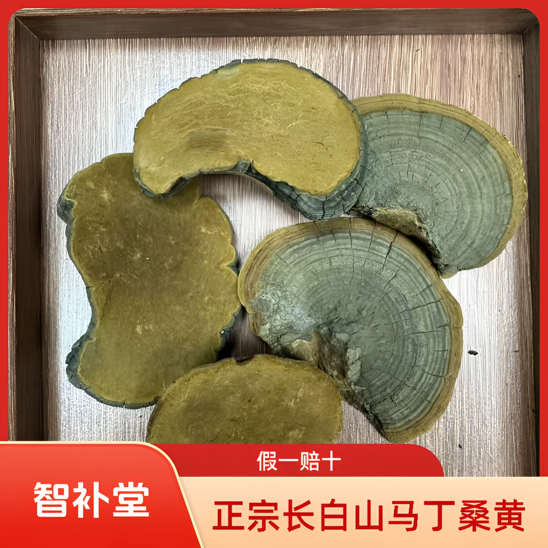 正宗长白山马丁桑黄暴马丁桑黄桑芝