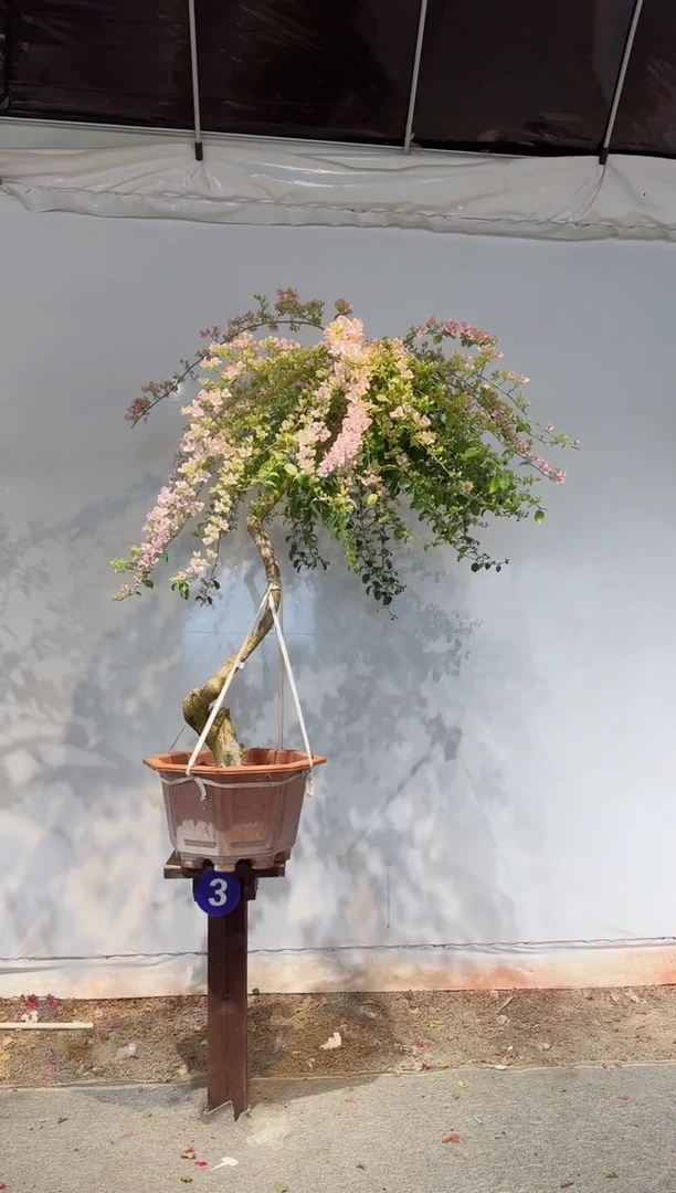 【闪购商品】盆景苹果花